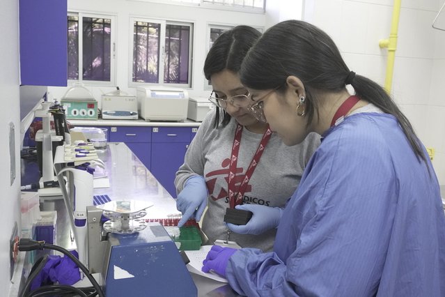 Onze laborante Cindy Dueñas combineert enzymen voor PCR-tests om te controleren of Wolbachia aanwezig is in Aedes aegypti-muggen. © Laura Aceituno/MSF